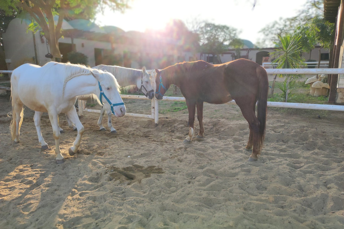 Several days with the horses, away from the city.