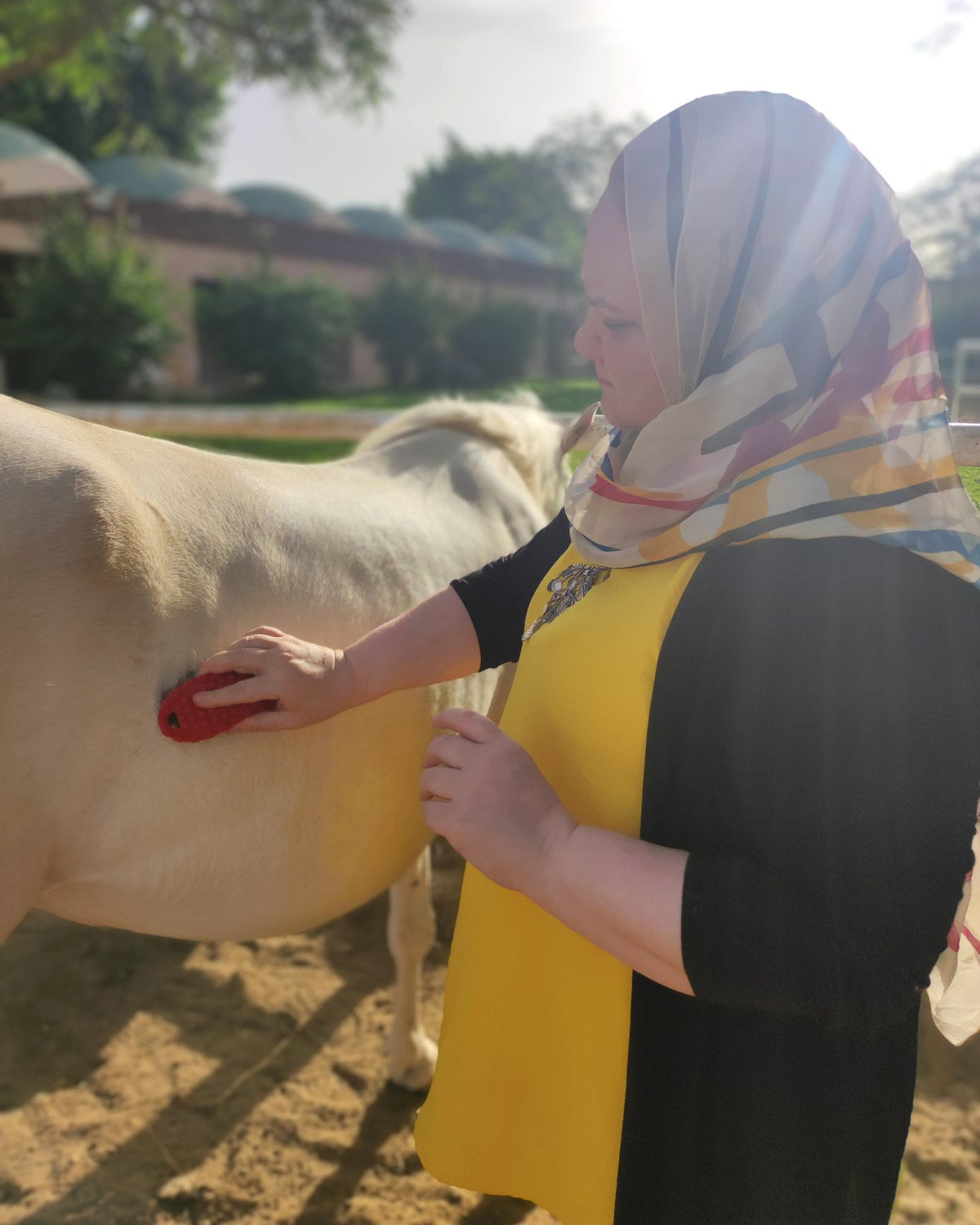 Horse Guided Empowerment